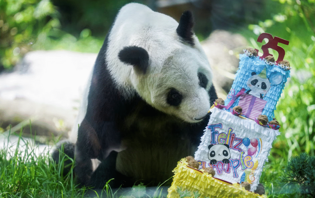 Panda gjigande Xin Xin përgatitet të hajë ushqim nga një tortë prej letre që feston ditëlindjen e saj të 35-të në Kopshtin Zoologjik Chapultepec në Meksiko Siti, Meksikë, më 29 qershor.