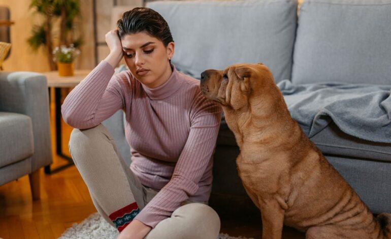 Edhe qentë e ndjejnë stresin e njerëzve